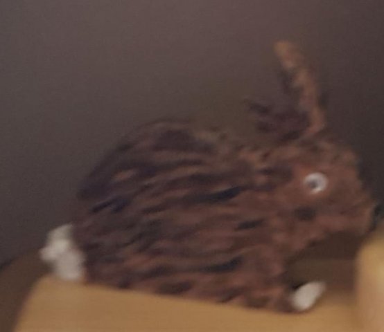 Hase