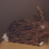 Hase